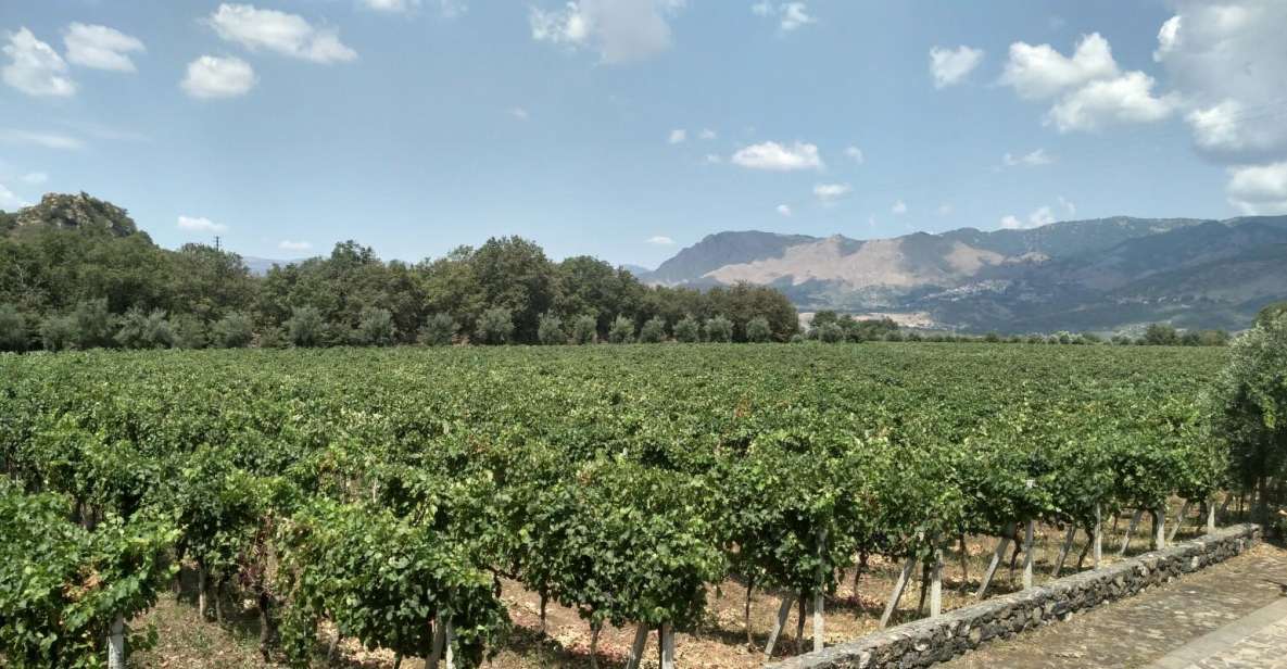 Etna: Wine Tasting and Food Tour - Key highlights you’ll actually feel during the day