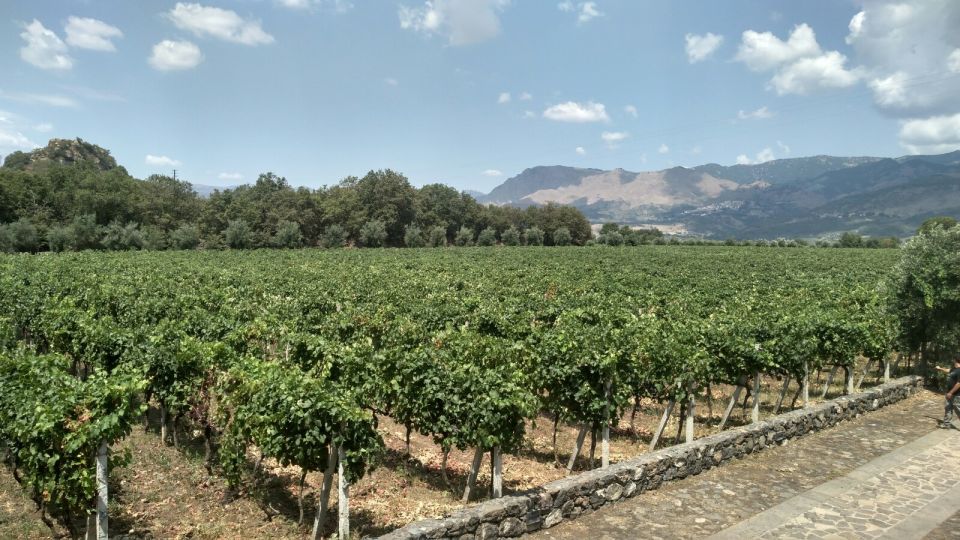 Etna: Wine Tasting and Food Tour - Stop in Zafferana Etnea: honey, olive oil, and town-time