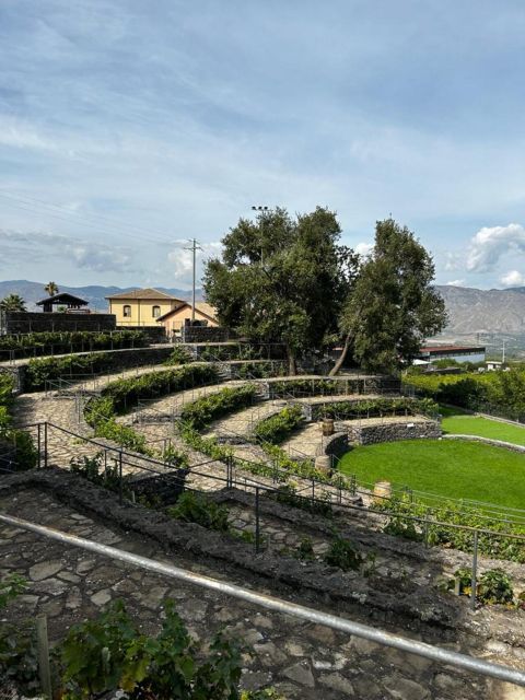 Etna: Wine Tasting and Food Tour - Winery day starts with process: tasting 7 wines with a sommelier-led story