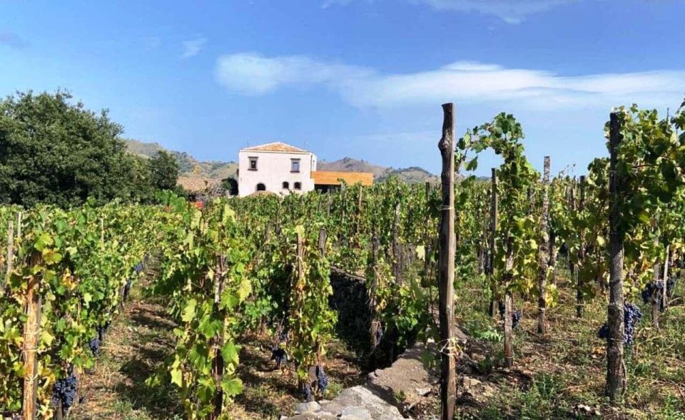 Etna: Wine Tasting and Food Tour - Catania pickup and the ride up Etna in a comfortable van
