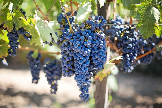 Etna Wine Tasting & Sicilian Lunch –Small Group Tour from Catania - Catania pickup and a day that stays low-stress