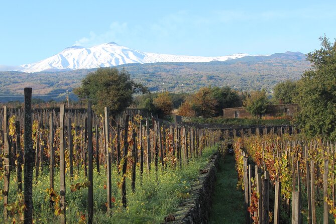 Etna Wine Tasting & Sicilian Lunch –Small Group Tour from Catania - How the vineyards teaching helps you taste better later