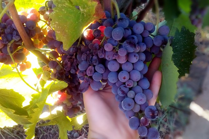 Etna Wineries Tour - Small Groups from Taormina - Lunch at the second winery: Sicilian dishes, wine pairing, and dietary options