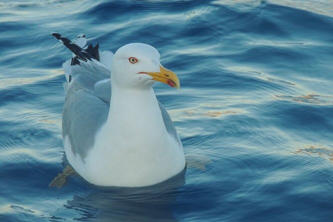 Fishing excursion in the Gulf of Noto for beginners - Bottom Fishing From Still or Mid-Water: When Patience Becomes Skill