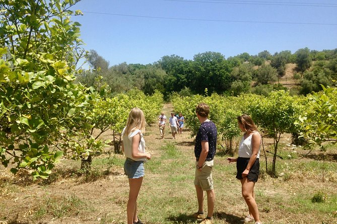 Food Experience at our Farm in Noto Hills - Logistics that matter: timing, mobile ticket, and how getting there feels