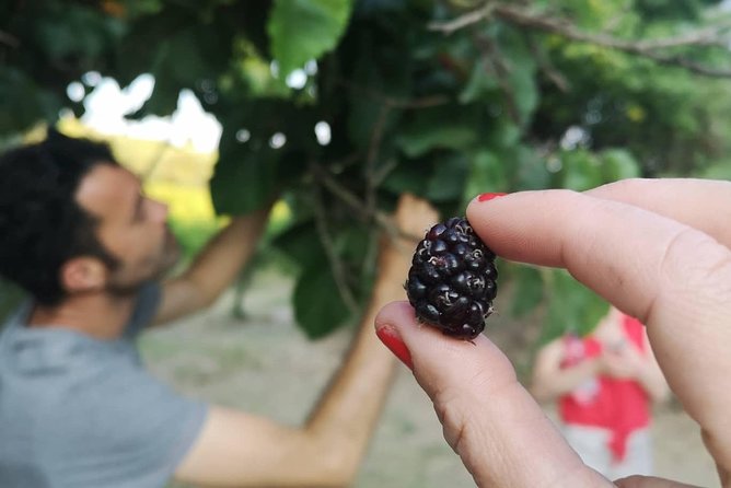 Food Experience at our Farm in Noto Hills - Who this farm experience is best for