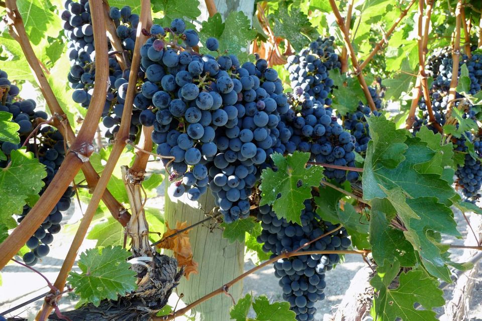From Catania: Mount Etna Half-Day Tour and Wine Experience - Key highlights you can’t miss