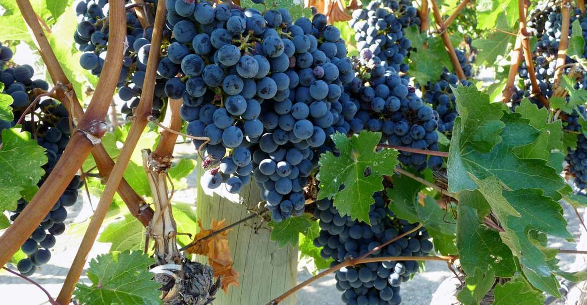 From Catania: Mount Etna Half-Day Tour and Wine Experience - Van to the Volcano: What the Drive Teaches You