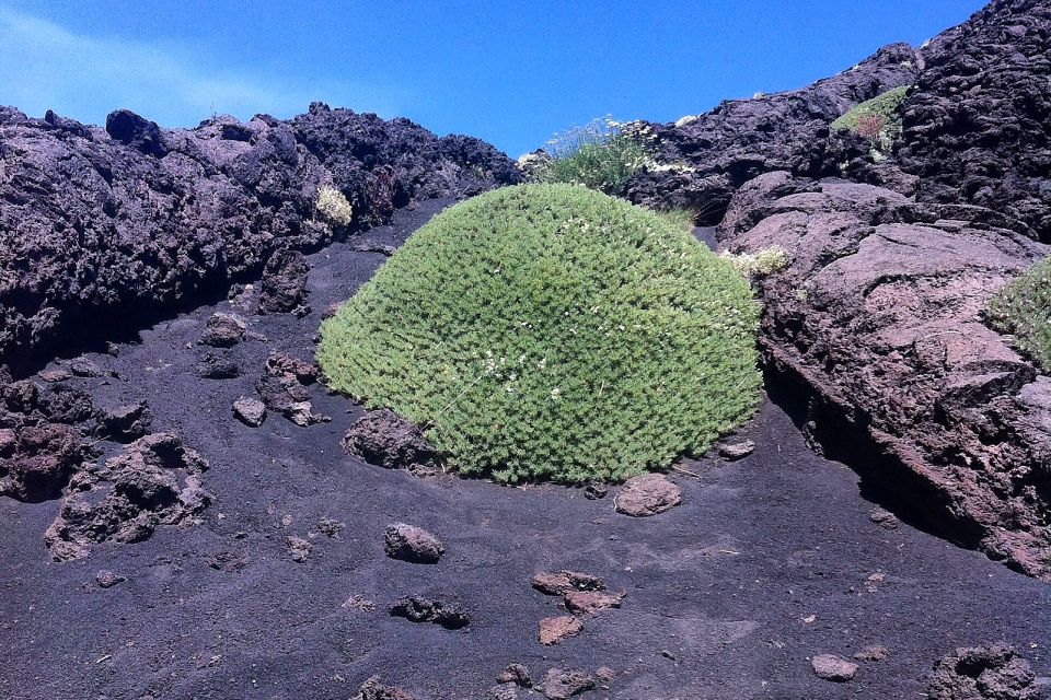From Catania: Mount Etna Half-Day Tour and Wine Experience - Morning Pickup in Catania: Simple Start, Early Start