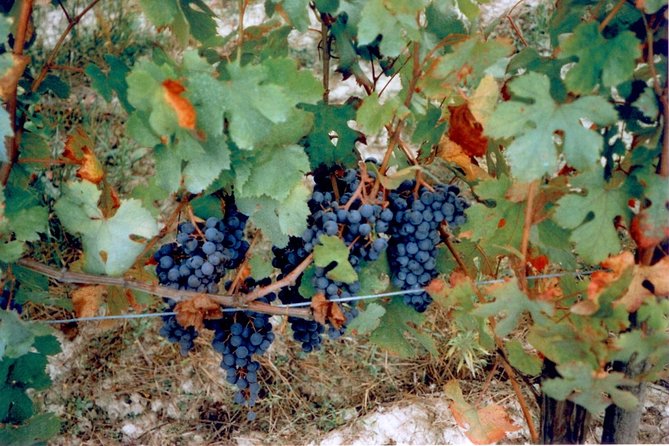 From Syracuse: Private Tour of Three Etna Wineries with food - Stop 2: four wines, tagliere-style Sicilian food, and full-on comparison