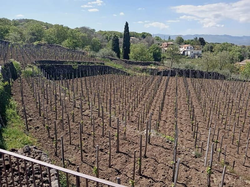 From Taormina: Etna Walking Tour and Wine Tasting in Winery - The Winery Stop: Four Wines and Sicilian Food That Actually Satisfies