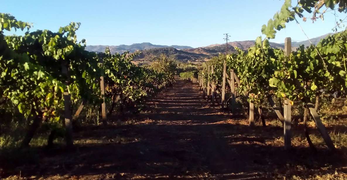 From Taormina: Etna Wineries Small Group Tour - Key highlights you’ll care about