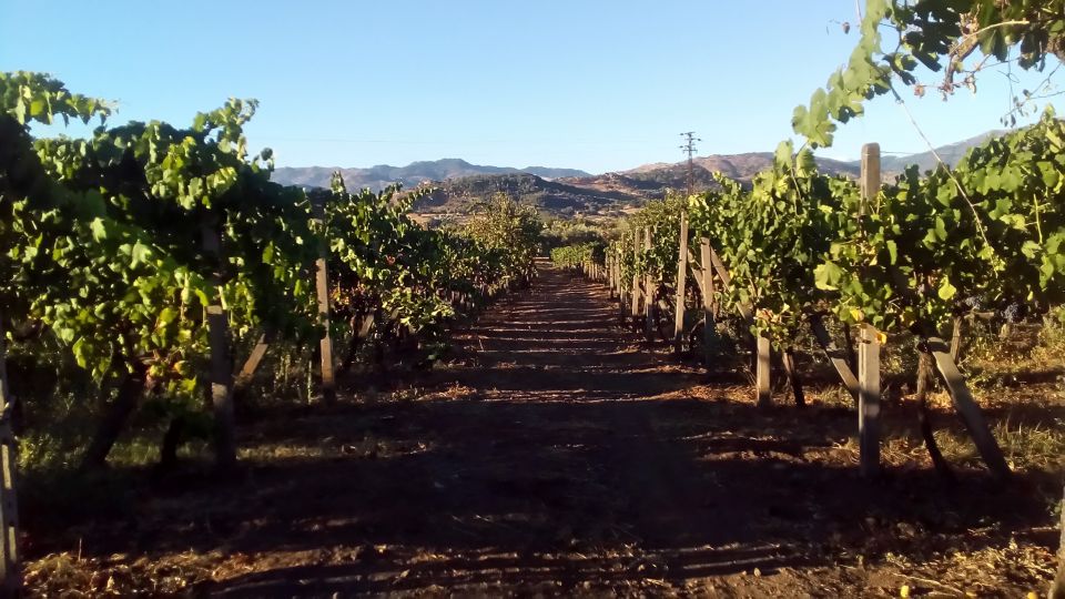 From Taormina: Etna Wineries Small Group Tour - Value for money: what $157.47 buys you here