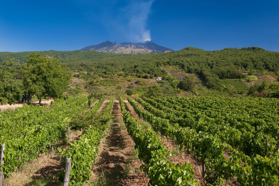 From Taormina: Private 3 Etna Wineries with Food & Wine - Second winery stop: tagliere, Sicilian pasta, and 4 regional pours