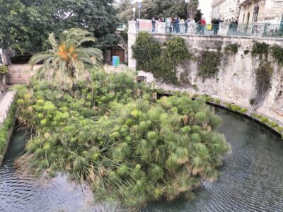 From Taormina: Siracusa & Noto Small-Group Tour - Ortigia walking tour: Temple ruins to the Cathedral area
