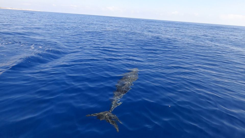 From Trapani: Full-Day Sailboat Trip to Favignana & Levanzo - Who this trip suits best (and who should reconsider)