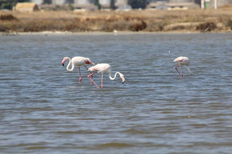 From Trapani: Salt Road Tour With Winery Visit and Boat Trip - Isole dello Stagnone: Boat Cruise on the Lagoon and Motya’s Open-Air Museum