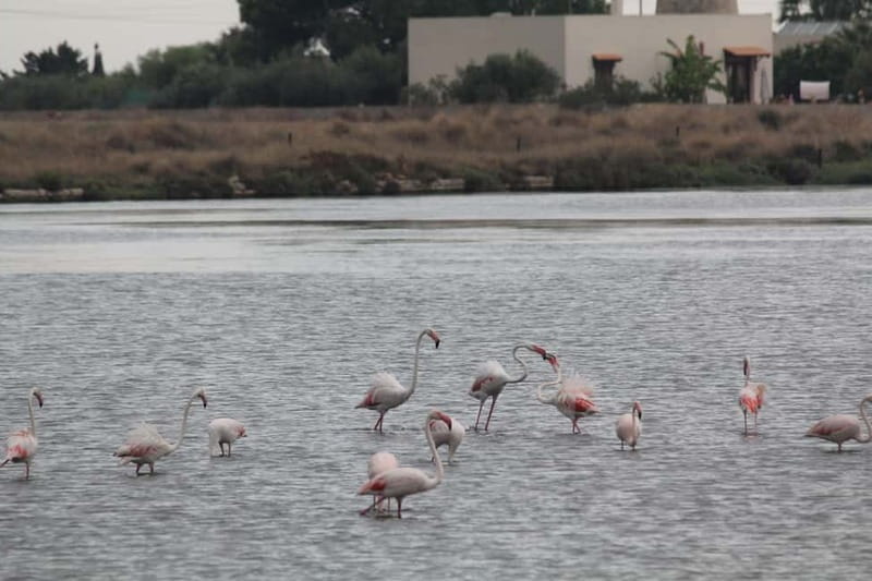 From Trapani: Salt Road Tour With Winery Visit and Boat Trip - Not Just Wine: How the Salt Road Theme Pulls It Together
