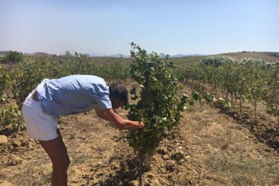 Full-Day Wine Tour in Western Sicily - Lunch in the Middle of the Countryside: More Than a Meal