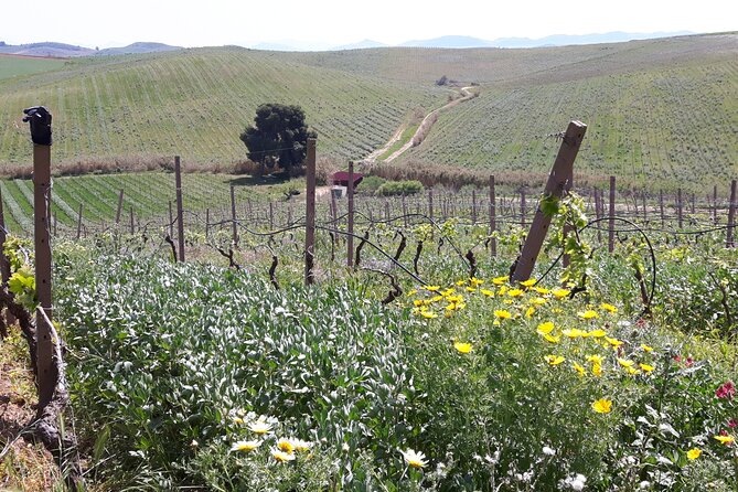 Full-Day Wine Tour in Western Sicily - Pickup Timing and Weather: The One Thing You Should Plan Around