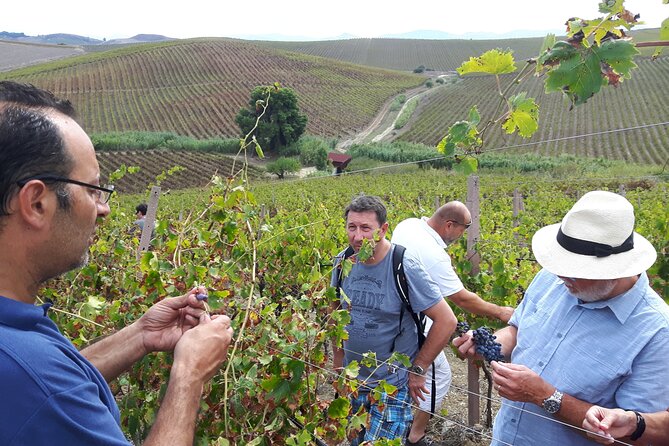 Full-Day Wine Tour in Western Sicily - English-Friendly, Private Pace, and Mobile Ticket Comfort