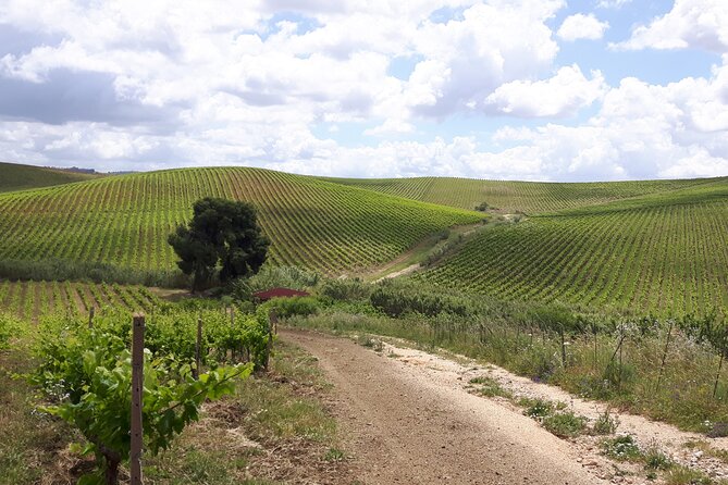 Full-Day Wine Tour in Western Sicily - What’s Not Perfect: Grounds, Winery Variety, and Expectations