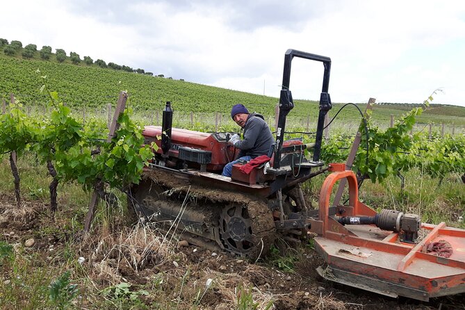 Full-Day Wine Tour in Western Sicily - Price vs. Your Goals: Who Should Book This Tour
