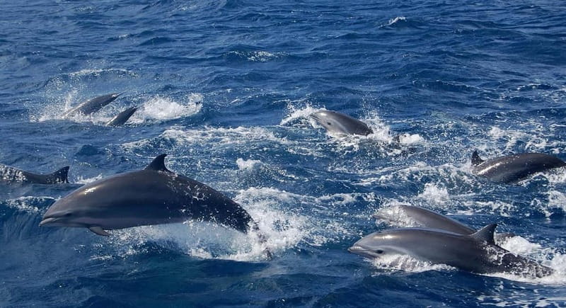 Giardini Naxos: Dolphin Catamaran Sunset Tour with Aperetif - The Onboard Caves + “Film-Set” Feeling