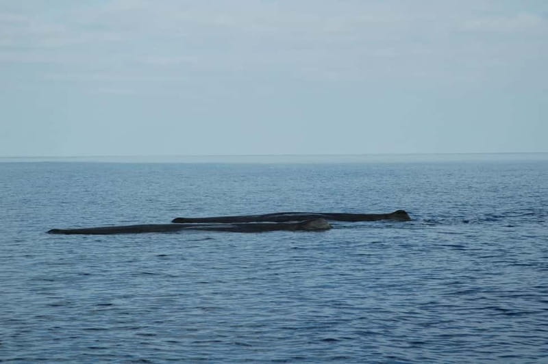 Giardini Naxos: Dolphin Catamaran Sunset Tour with Aperetif - The 30-Minute Swim Stop: A Real Break from Watching