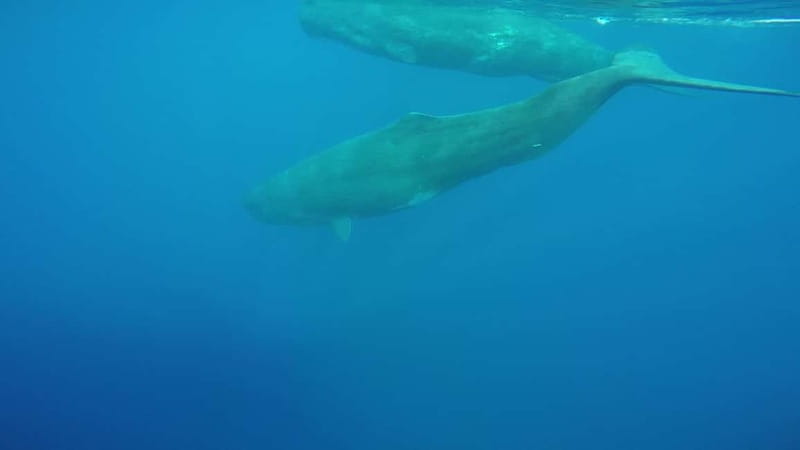 Giardini Naxos: Dolphin Catamaran Sunset Tour with Aperetif - The Aperitif Rhythm: Prosecco, Wine, Sicilian Products, and Music