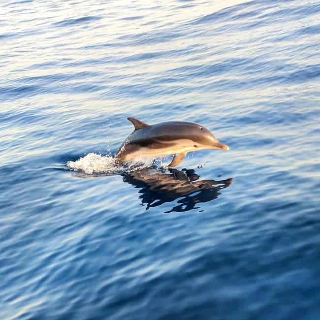 Giardini Naxos: Sunset Dolphin Watching Cruise with Aperitif - Key moments you’ll care about