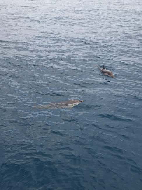 Giardini Naxos Taormina: Dolphin Watching Sunset Tour - Key points to know before you sail