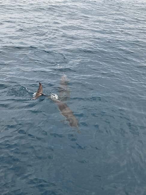 Giardini Naxos Taormina: Dolphin Watching Sunset Tour - Price and value: $56.94 for 2.5 hours of coastline plus wildlife search