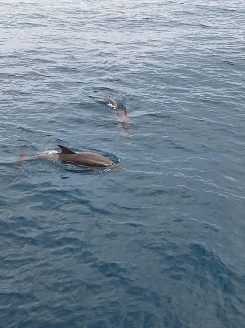 Giardini Naxos Taormina: Dolphin Watching Sunset Tour - A 2.5-hour route with real pacing, not a rushed checklist
