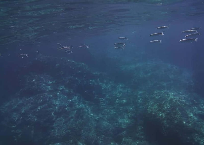 Giardini Naxos Taormina: Dolphin Watching Sunset Tour - The Love Cave and the Blue Cave: what the caves add to the tour