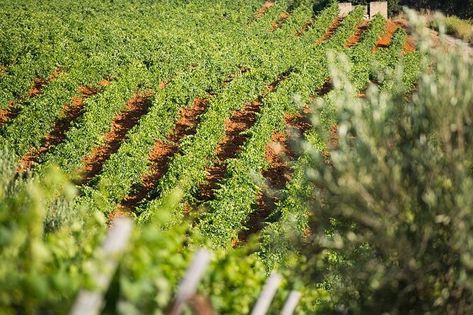 Gourmet Pizza Workshop and Wine Tasting - Walking the Farm: Olive Groves, Vineyard Areas, and Wheat Fields