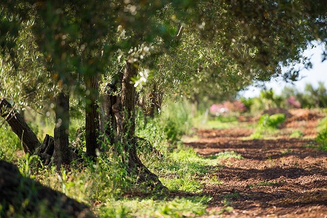 Gourmet Pizza Workshop and Wine Tasting - Hands-On Pizza Workshop With Beatriz: Roll Up Your Sleeves