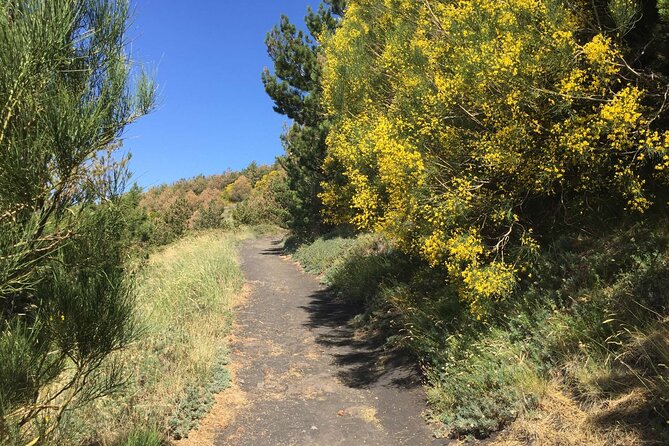 Half day Trekking Tour on Etna - Price and Value at $126.76: What You’re Actually Getting