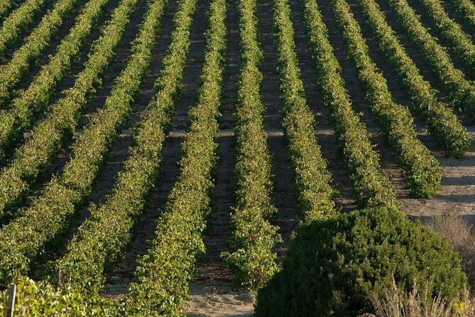Historic winery visit with food and wine tasting in Marsala - Why the Marsala wine story matters (and how to use it)