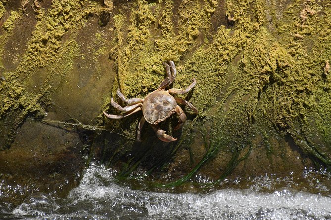Inflatable boat excursion Gole di Tiberio on the Madonie near Cefalù - What you’ll spot inside the gorge: fossils, U miricu, bird nests, and light