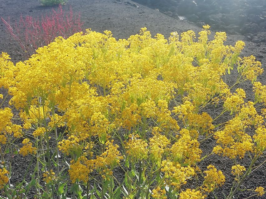 Mount Etna and Alcantara Gorges Day Trip - Pace, group size, and the role of guides (Maria and Lorenzo stand out)