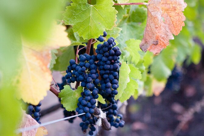 Mt Etna and Wine tasting tour from Catania - Pickup at 8:30, small group size, and the schedule flow