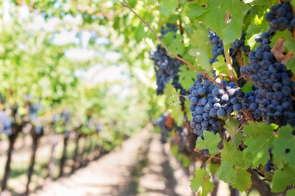 Mt Etna Private guided walking Tour with Wine Tasting - Key highlights you’ll feel the moment you start