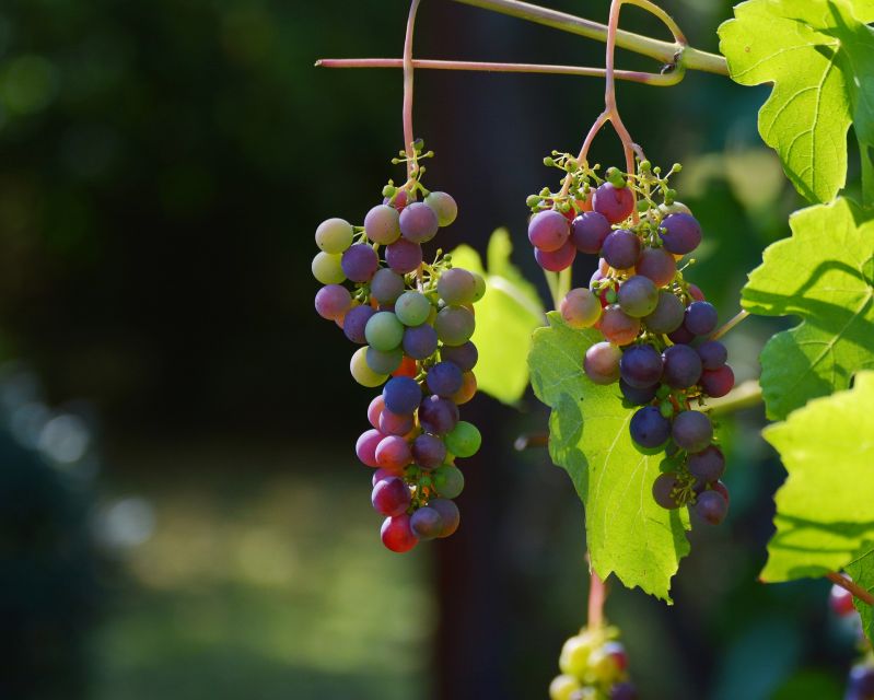 Mt Etna Private guided walking Tour with Wine Tasting - Mt Etna at 1900 meters: what makes this tour different