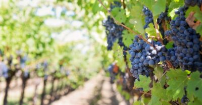 Mt Etna Private guided walking Tour with Wine Tasting - Getting from Catania to Etna by air-conditioned car