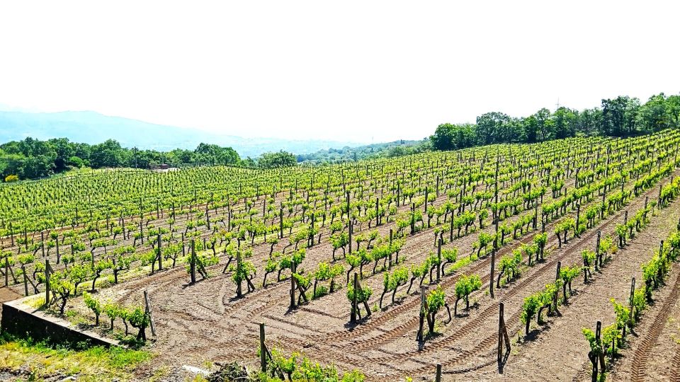 Mt Etna Private guided walking Tour with Wine Tasting - Who should book this Mt Etna walk and wine tour