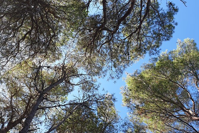 Naturalistic excursion to Ustica - Learning flora and spotting invasive plants without a textbook