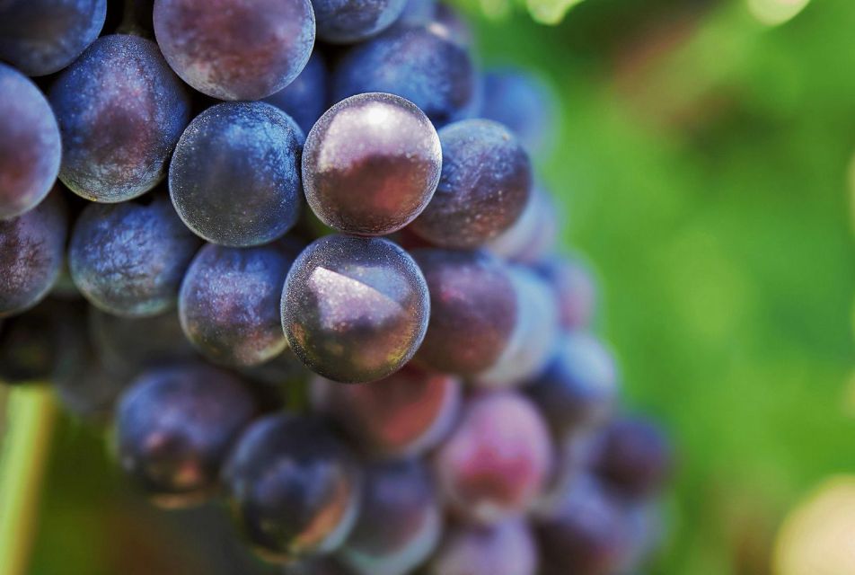 Oil & Wine Tasting - Key Highlights You’ll Actually Care About