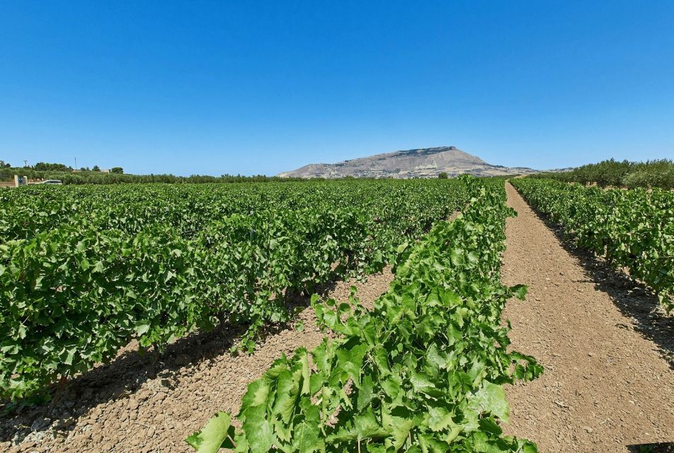 Oil & Wine Tasting - Where Baglio Ingardia Fits on the Sicily Map