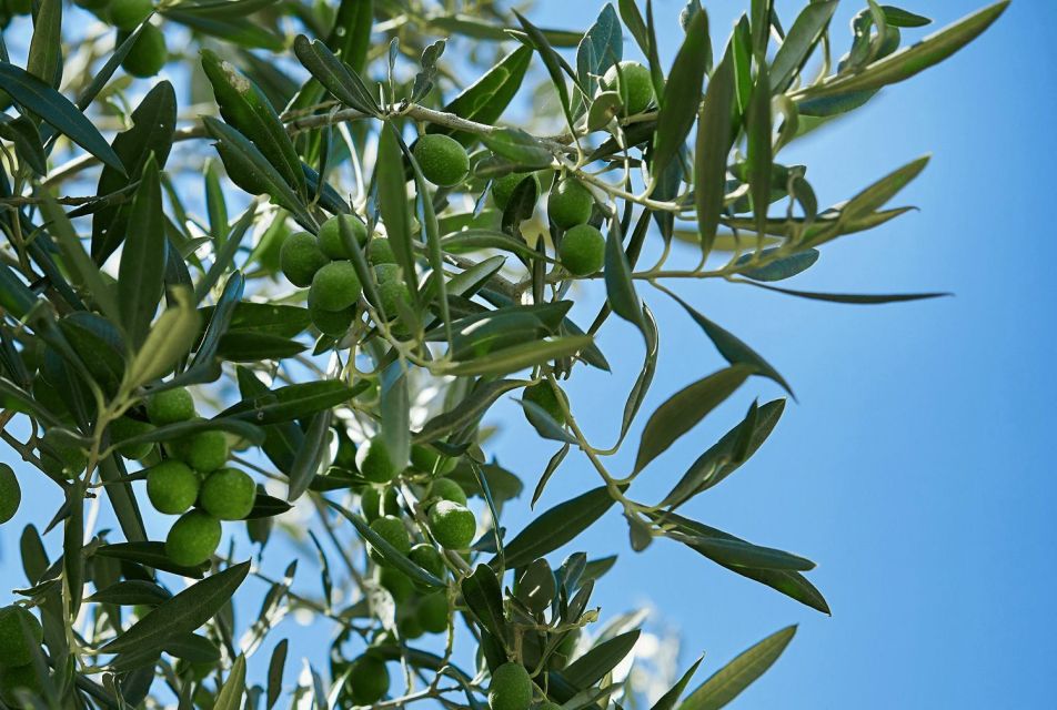 Oil & Wine Tasting - The Garden Walk and Estate History: Why It’s Worth the Time